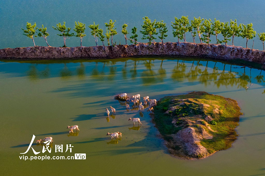 2024年5月3日,江苏省盐城市大丰区黄海湿地野鹿荡,成群麋鹿嬉戏.