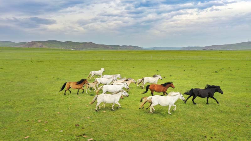 夏日时节内蒙古锡林郭勒草原骏马奔腾