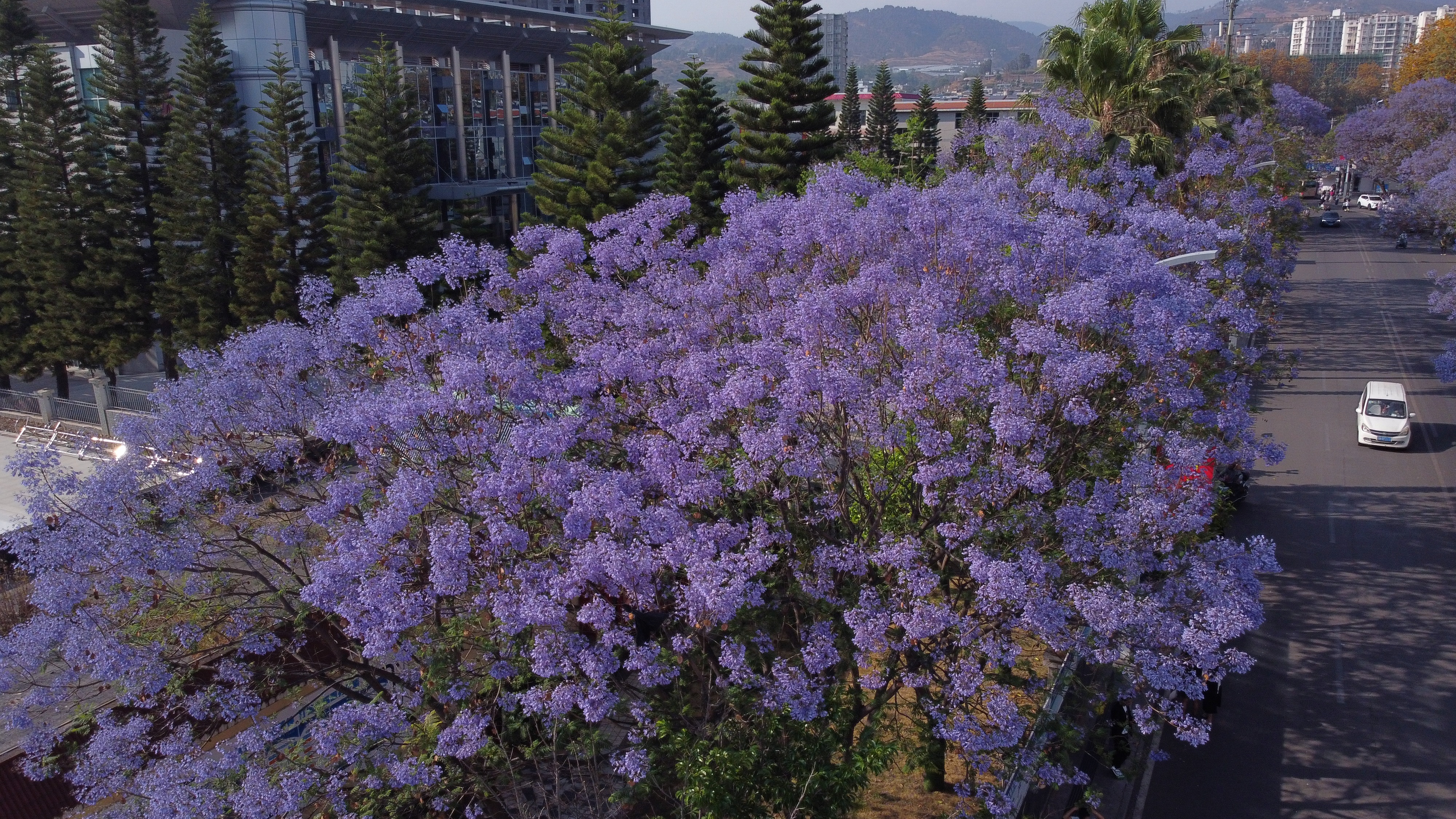 蓝楹花西昌图片