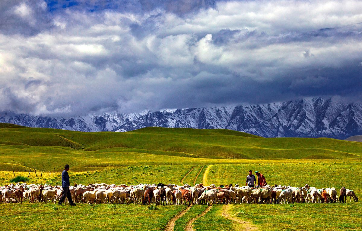Shepherds herd livestock on the Banlange grassland in Qira county, Xinjiang Uygur autonomous region, on Sept 10, 2015. SHANG CHANGPING/FOR CHINA DAILY