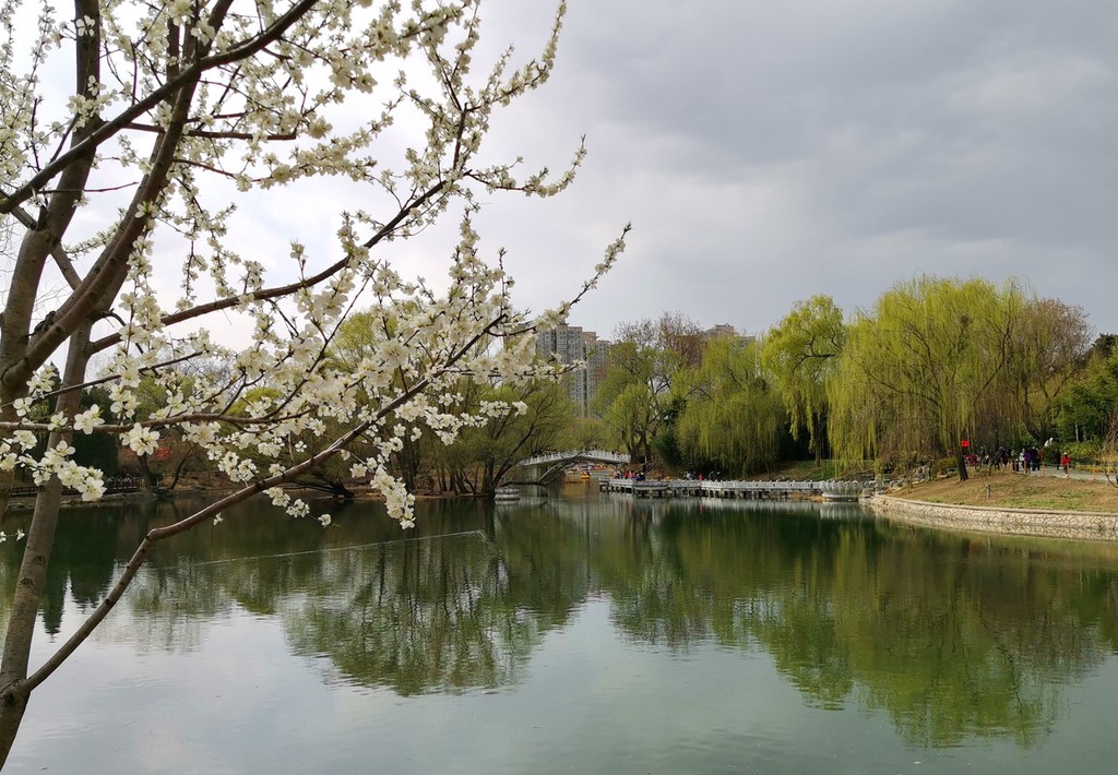 北京紫竹院公园春花烂漫景致美