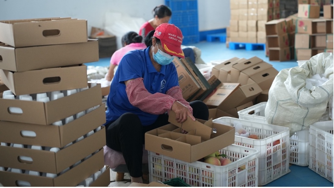 当地农户根据桃子大小对应分拣装箱，村子里两到三口人的家庭，种桃每年能收入15-20万元，还有几万元兼职收入。张慧明｜摄
