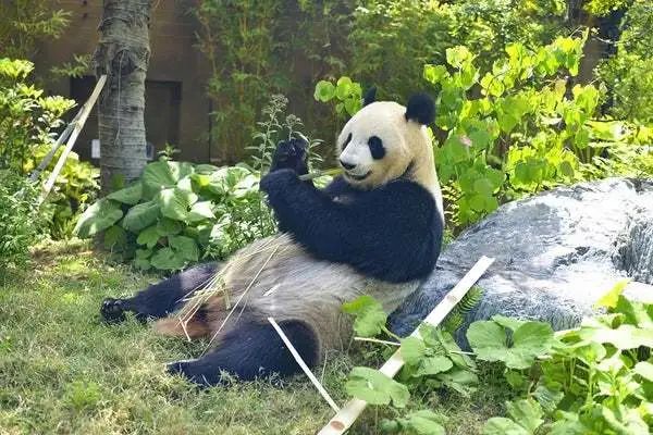 據日本廣播協會電視臺(nhk)4日報道,東京上野動物園宣佈,雌性大熊貓