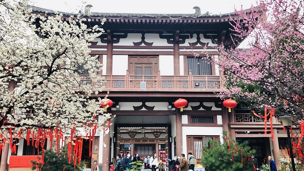 西安青龙寺早樱盛放引市民踏春赏花