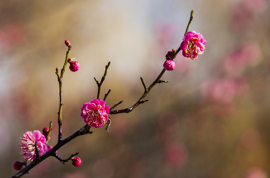 江苏连云港红梅报春景色怡人
