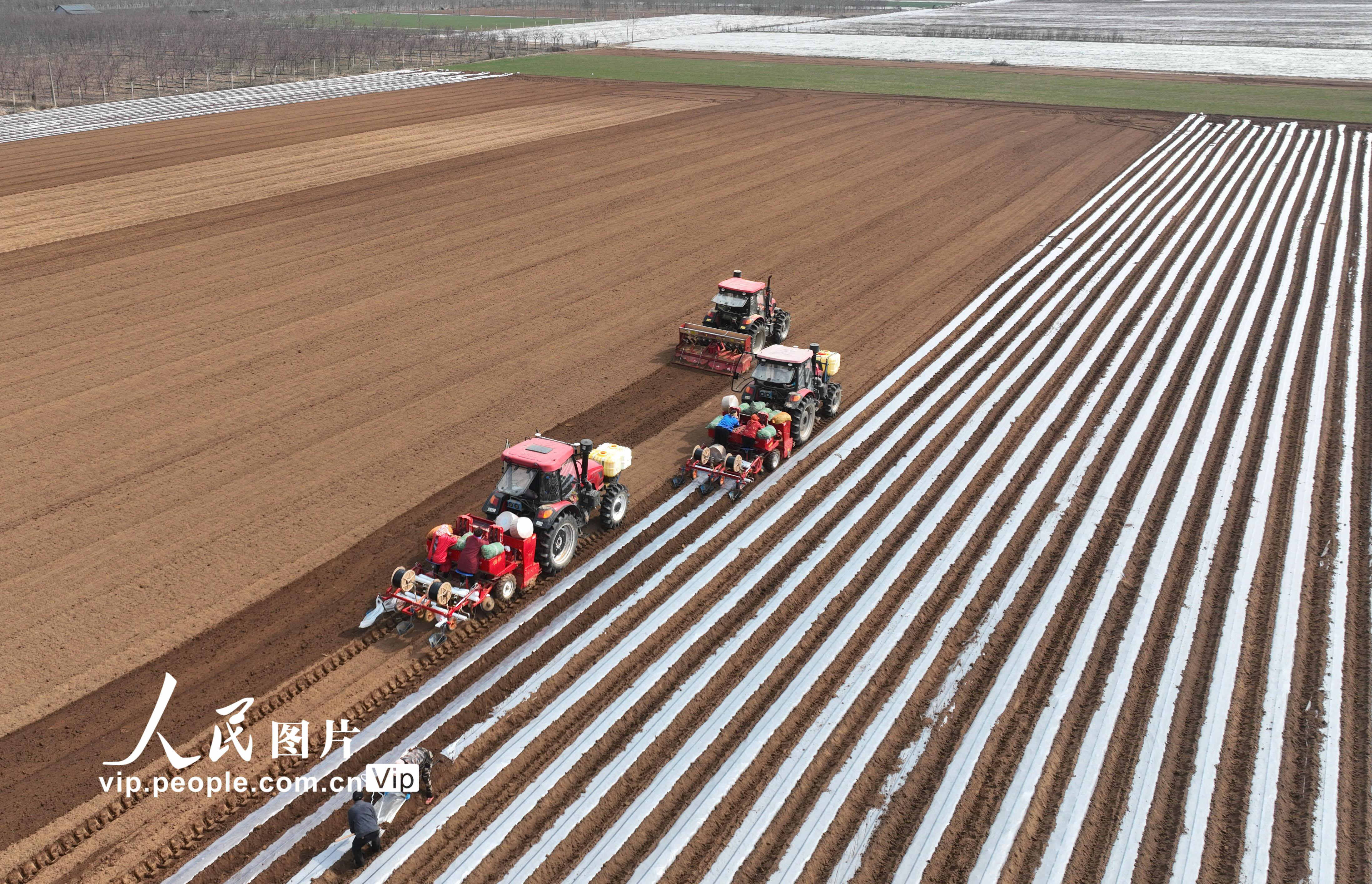 郯城县马头镇圩西村蔬菜种植基地,农机手驾驶播种机在播种"订单土豆"