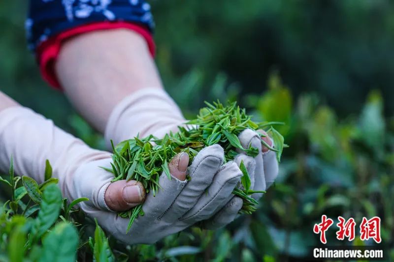 2023年4月,河南信阳新天地合作社茶农正在采摘信阳毛尖茶。谢万柏 摄
