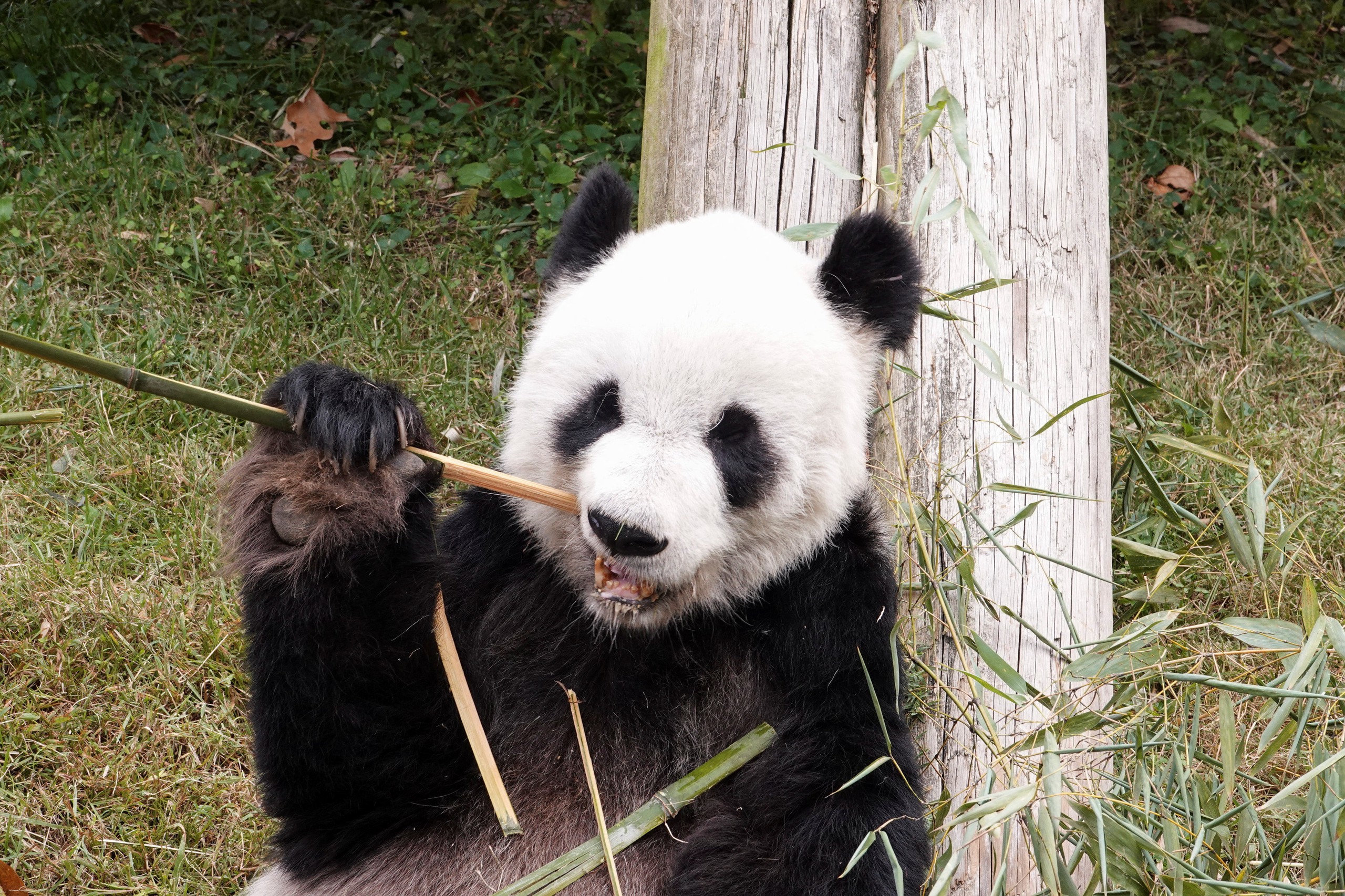 美国田纳西州孟菲斯动物园，旅美大熊猫乐乐正在吃竹子。澎湃影像 图