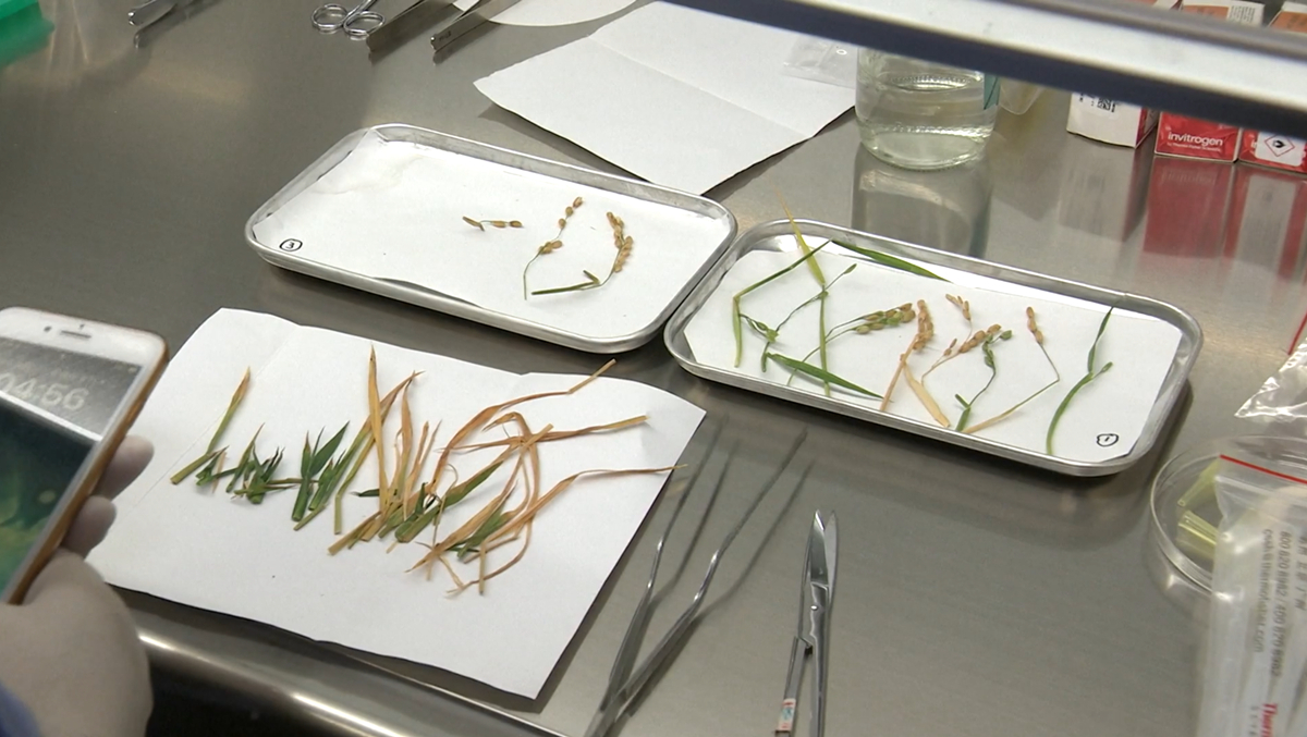 中国空间站种出水稻种子 "太空种子"已抵京