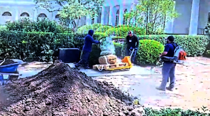 两名工人在白宫玫瑰园新石材地面上推着载有灌木的黄色推车。视频截图