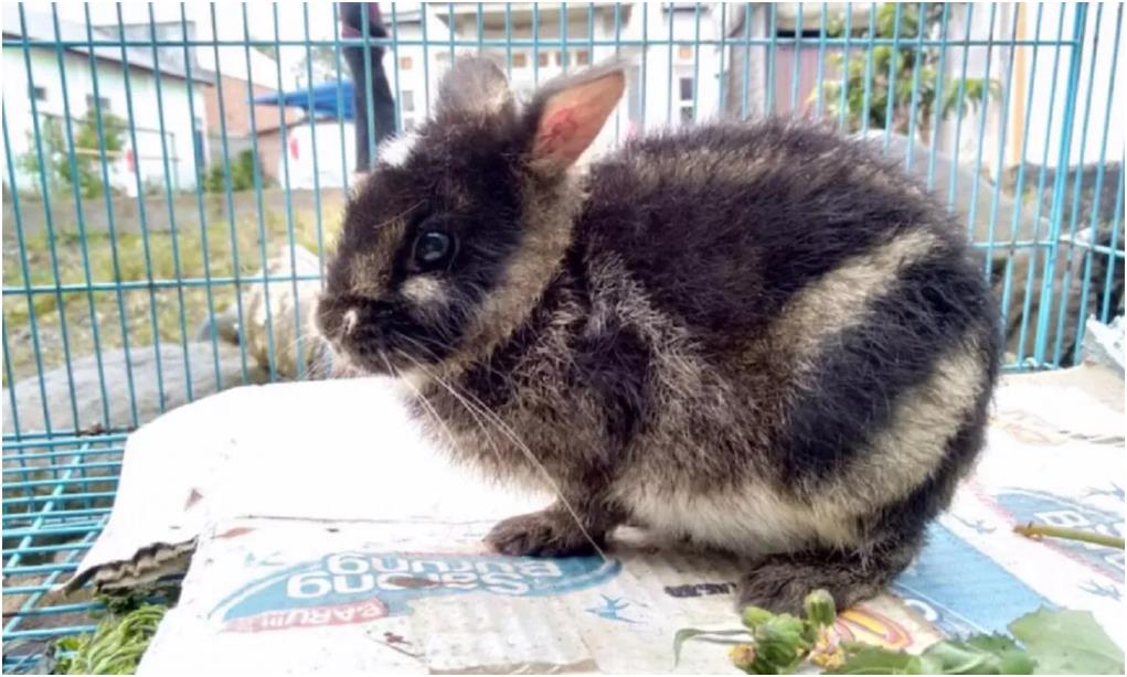 外媒一稀有野兔现身社交网站后被迅速救回