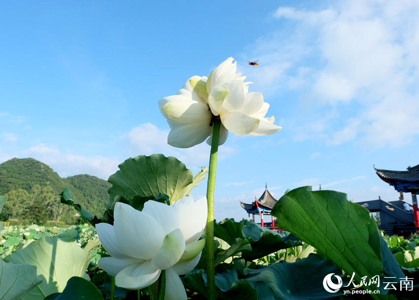 此前在普者黑景区拍到的白色并蒂莲张文东摄