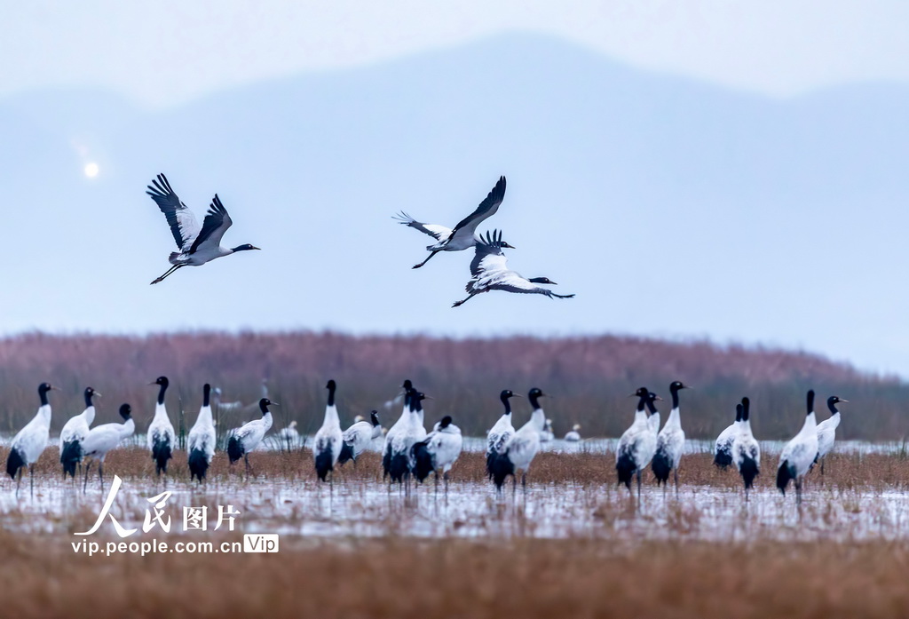 贵州威宁千余只黑颈鹤飞抵草海越冬