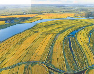 吉林镇赉县,俯瞰任志国管理的6700多亩水稻田潘晟昱摄