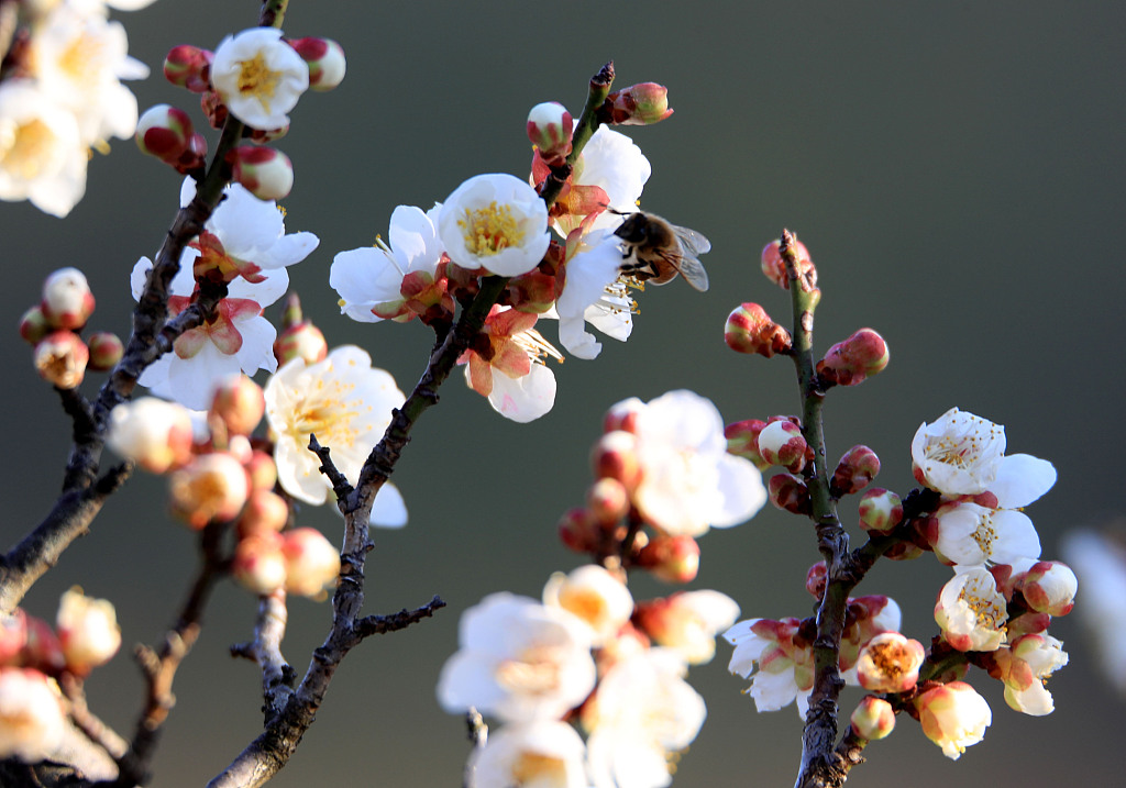 (图片来源:视觉中国)2020年2月9日,安徽省黄山市休宁县滨江公园的梅花