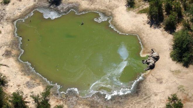 不少大象死于水潭附近。图源：BBC