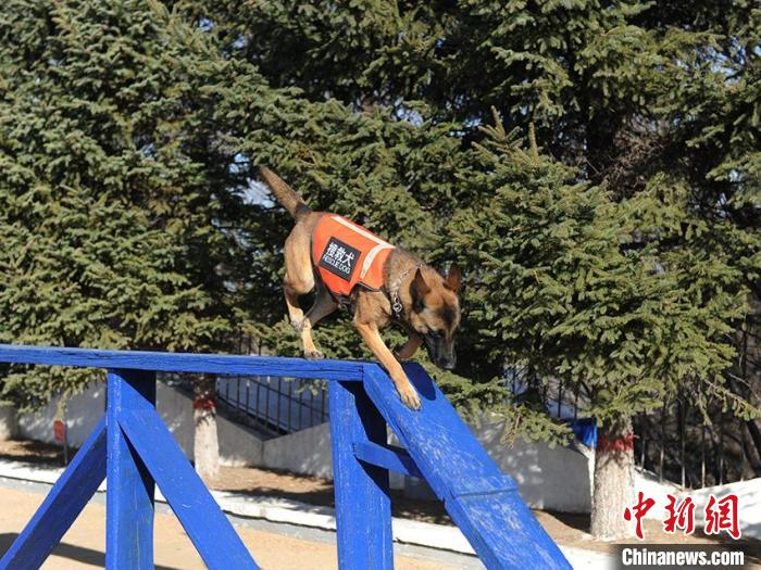 吉林森林消防搜救犬训练:搜救寻物样样精