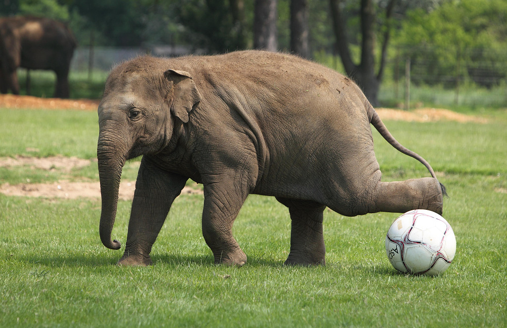 1978年,联合国把12月9日定为世界足球日,来纪念这项运动给人们带来的