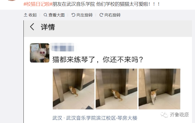 笑喷!高校猫咪遭大爷“训话”:学习读书,还要有礼貌!