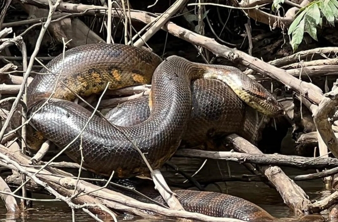 英媒赴亚马孙拍纪录片科学家巧遇巨蟒新物种