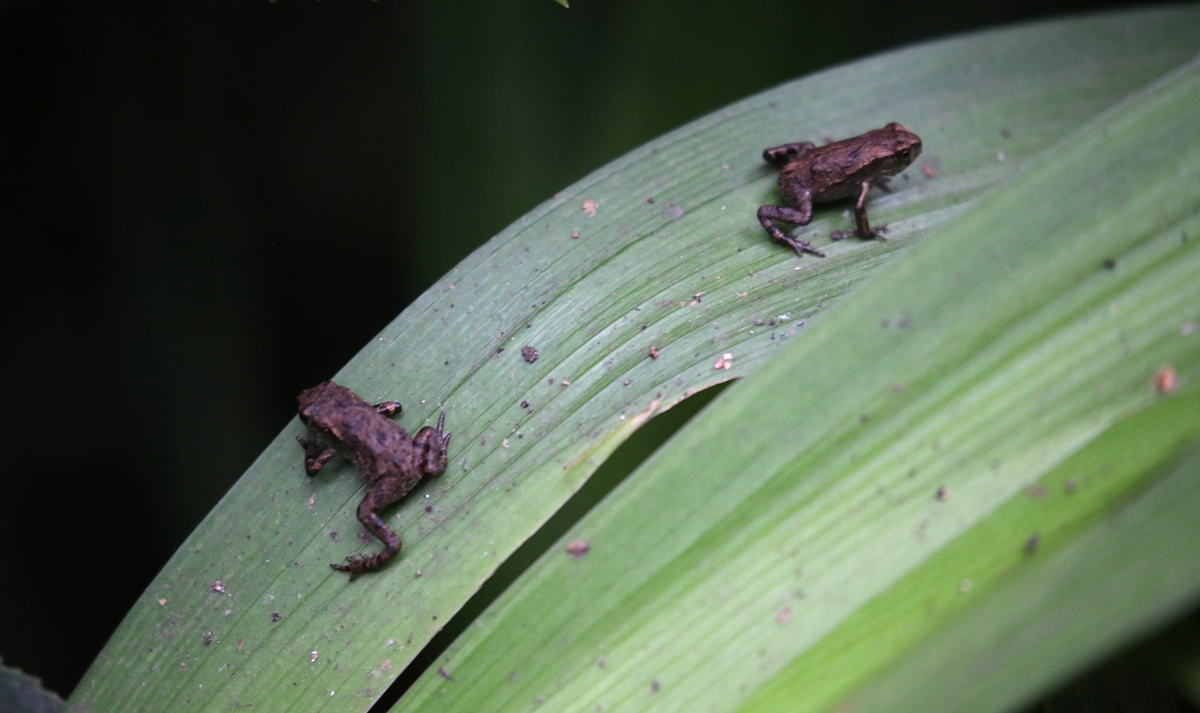 贵州青蛙种类图片