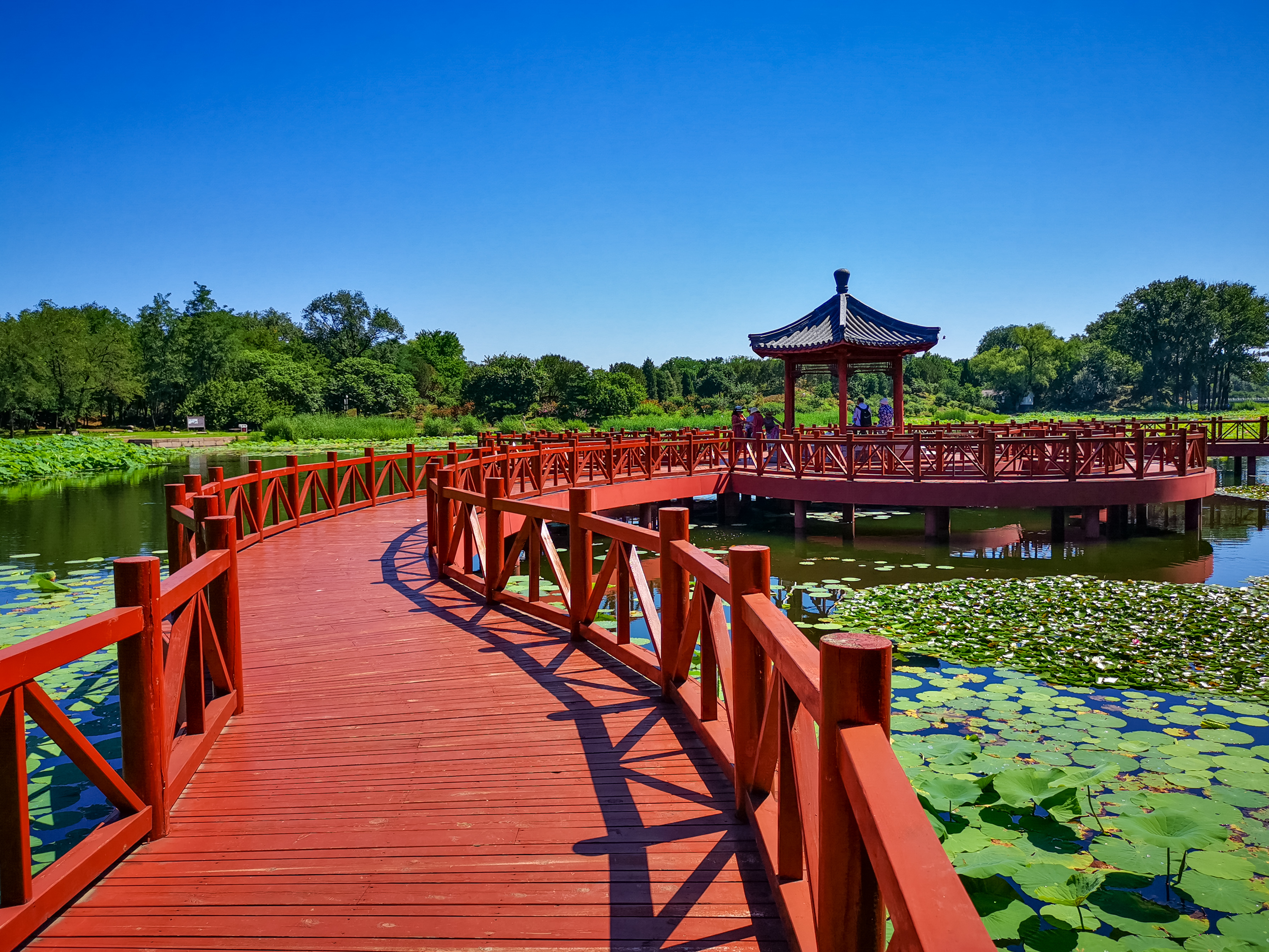 夏日圆明园荷花绽放