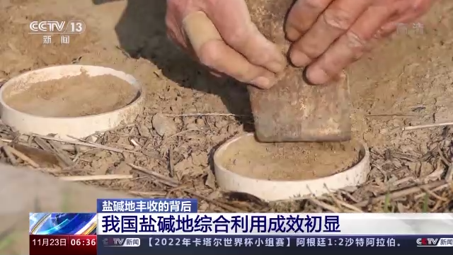 土壤改良+技术支持 盐碱地变“致富田”
