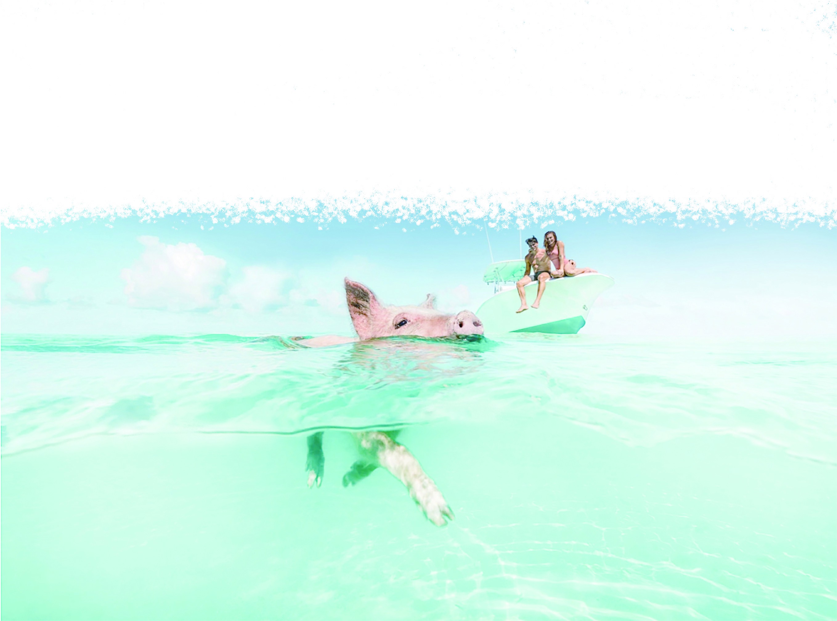 猪躺在海滩上手绘颜色矢量插图插画图片素材_ID:415687969-Veer图库