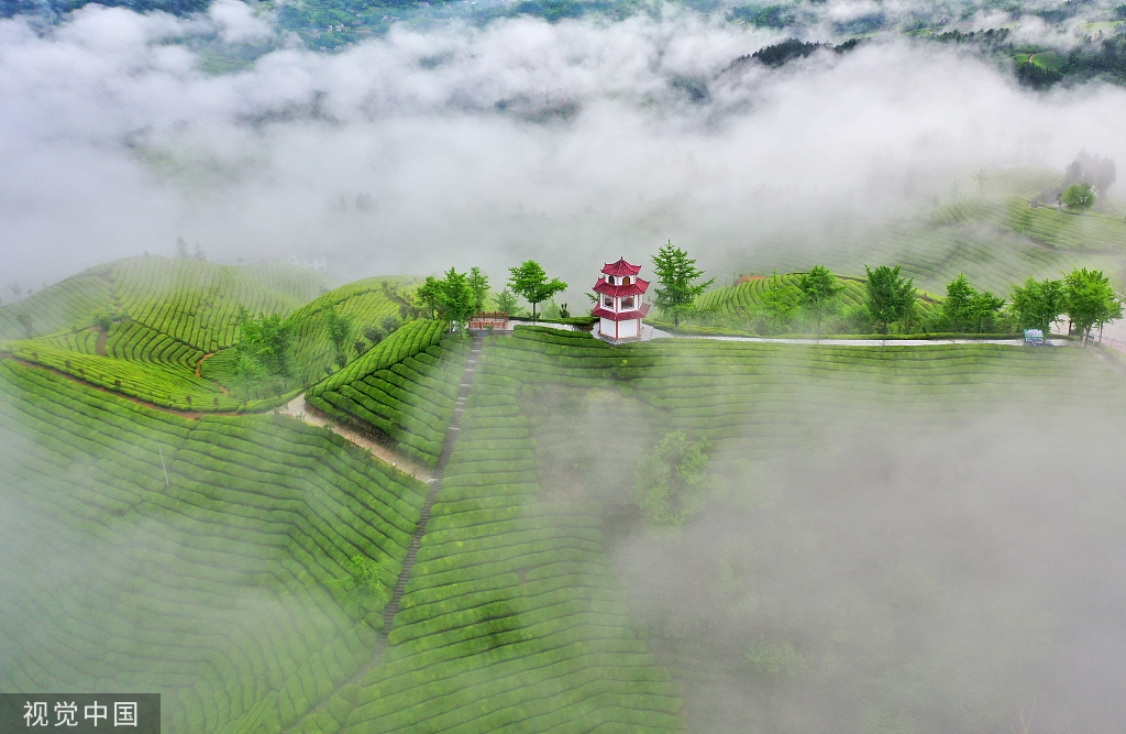 湖北鹤峰景观茶园青翠欲滴宛如画卷