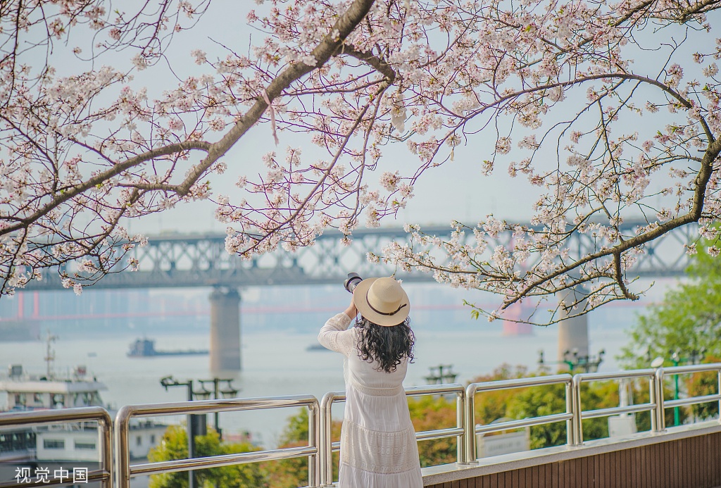 武汉晴川阁樱花绽放诗情画意