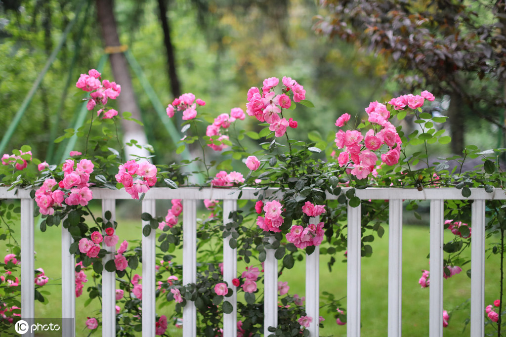 重庆城市街头现绝美月季花墙带你驶向春天