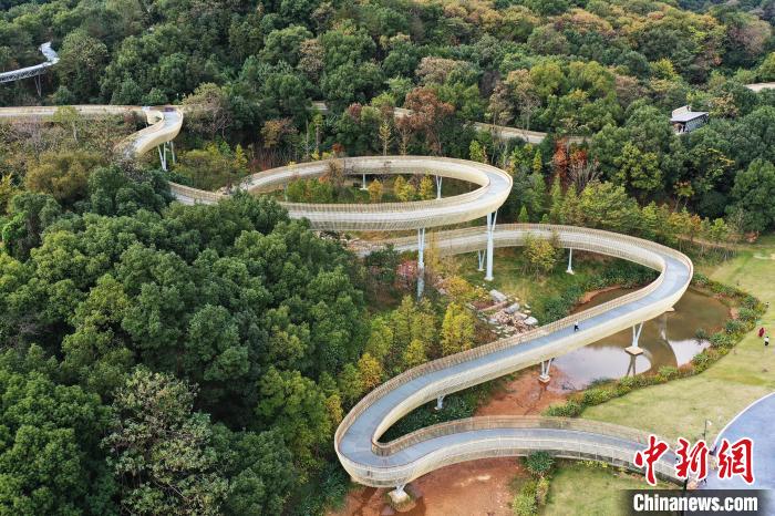 11月19日，航拍位于江西省南昌市湾里管理局的磨盘山森林公园，不少游客行走在森林步道上。 刘占昆 摄