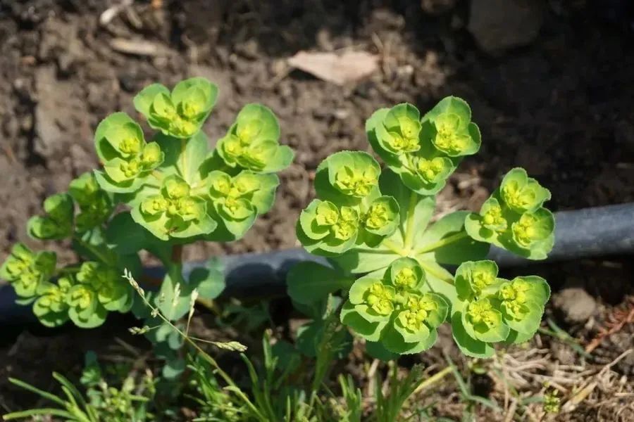 泽漆 图片来源:绿色上海