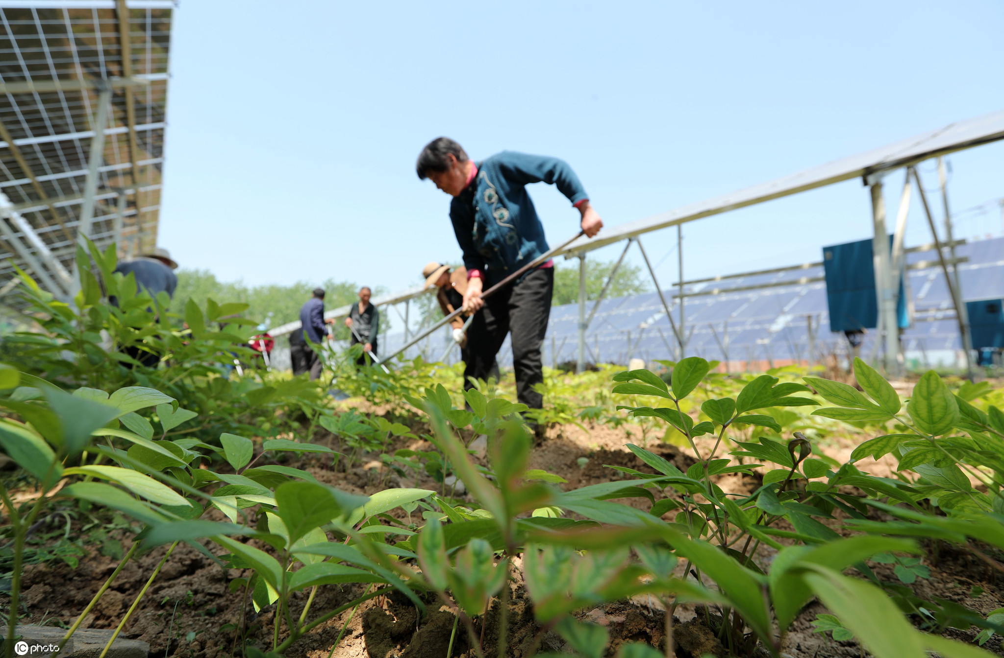 县双涧镇王湾村农民在光伏扶贫电站的光伏板下为种植的中药材清理杂草