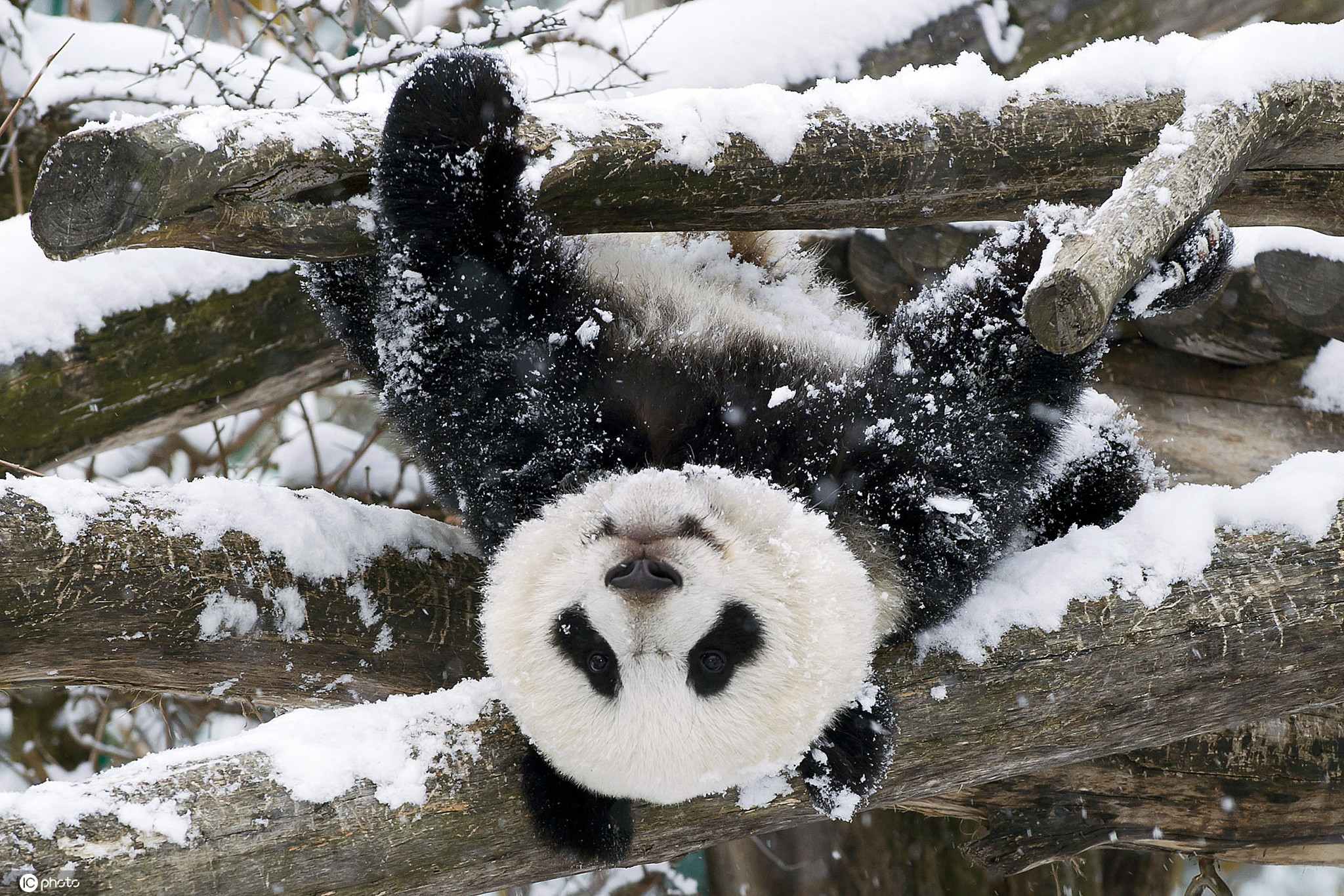 雪花飘飘 熊猫雪中作乐