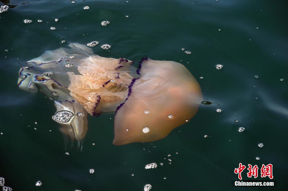 意大利里雅斯特海域现巨型桶水母