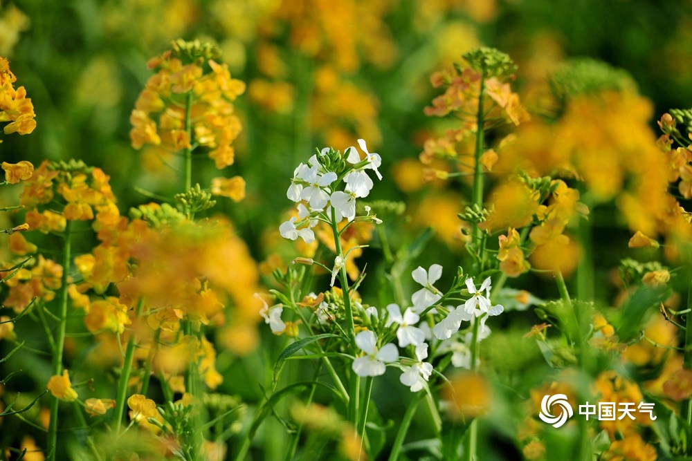 还有极具观赏性的粉色,白色等12个品种的彩色油菜花,色彩缤纷的花海