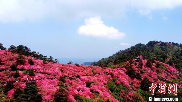 麻城杜鹃花进入盛花期。 肖杰 摄