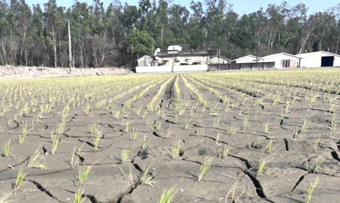 近日，台北市大安区稻田干涸龟裂。图源：台媒