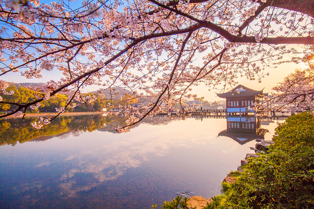 2020年3月18日，杭州西湖曲院风荷景区樱花盛开。吕上元/视觉中国