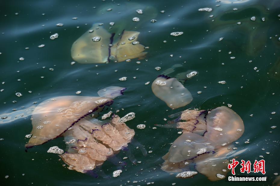 意大利里雅斯特海域现巨型桶水母