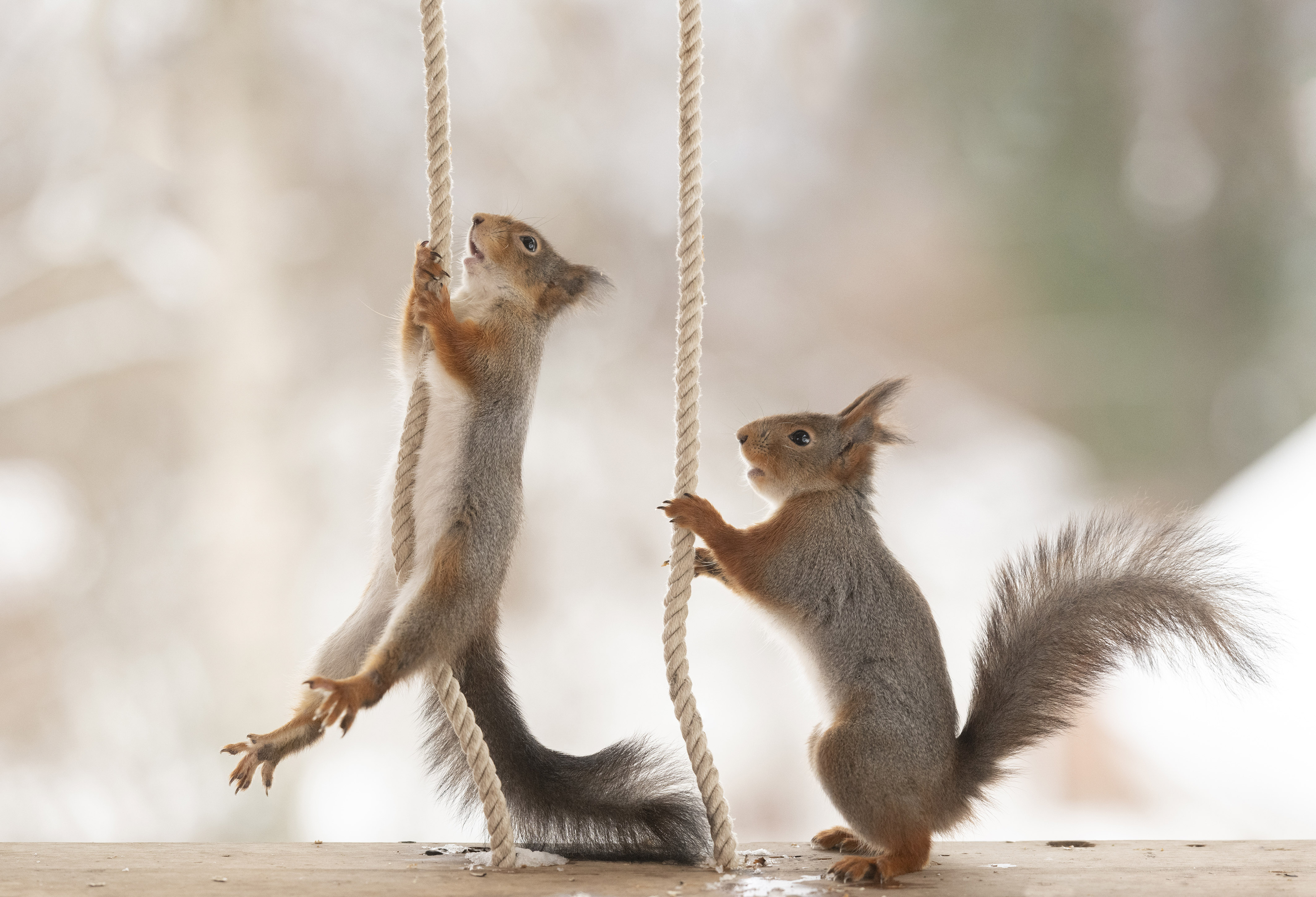 国外红松鼠爬绳子秀高超"体操技能"