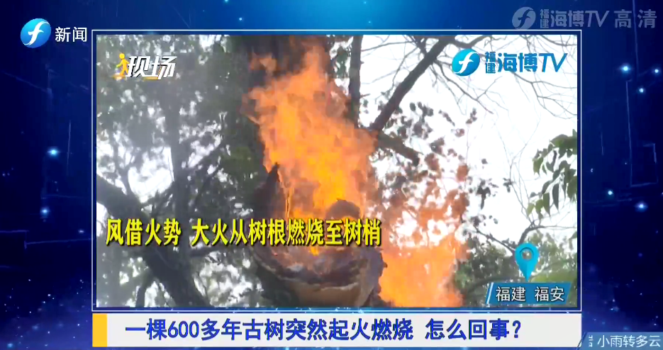 遭遇雷击,一棵600多年的古树燃烧起火……