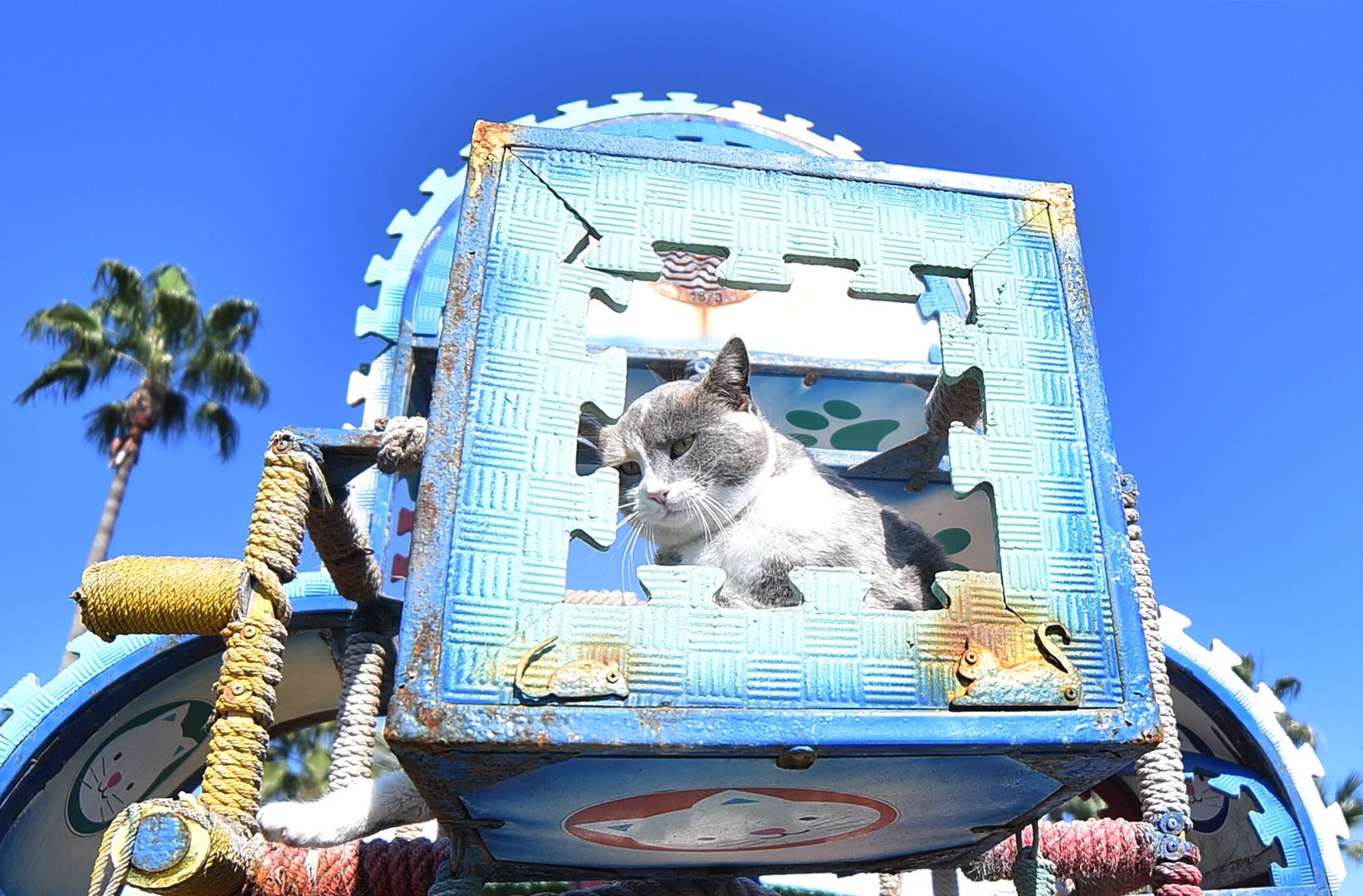 土耳其梅尔辛独一无二的流浪猫天堂