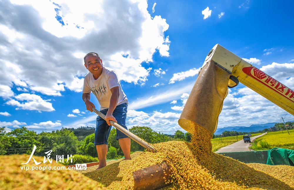 的中稻进入全面成熟收割期,当地农民克服高温天气影响,抢抓农时忙收获