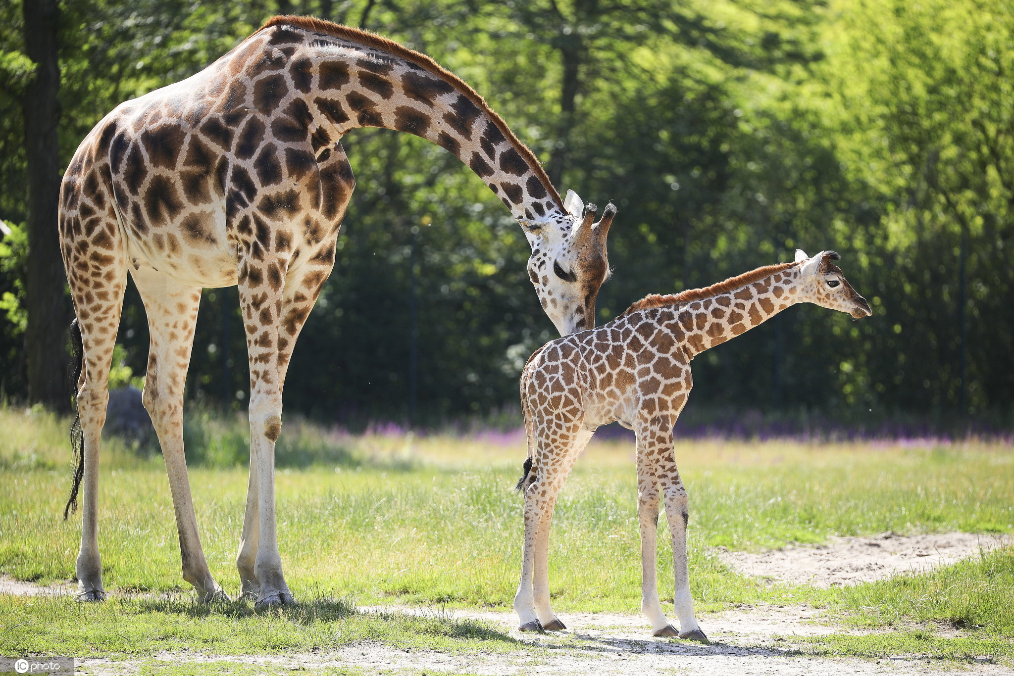 柏林动物园诞生濒危罗氏小长颈鹿 嬉戏玩耍好奇探索世界
