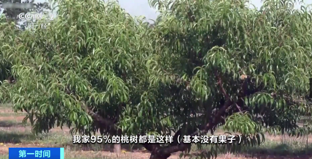 桃子减产90%！美国“桃州”发生了什么？