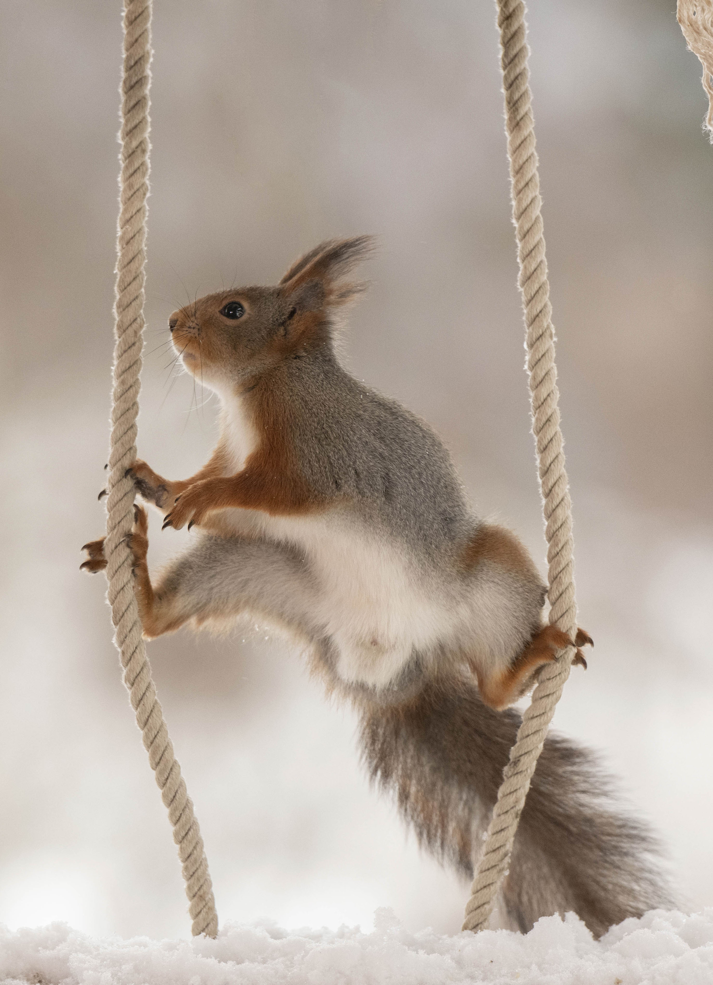 国外红松鼠爬绳子秀高超"体操技能"