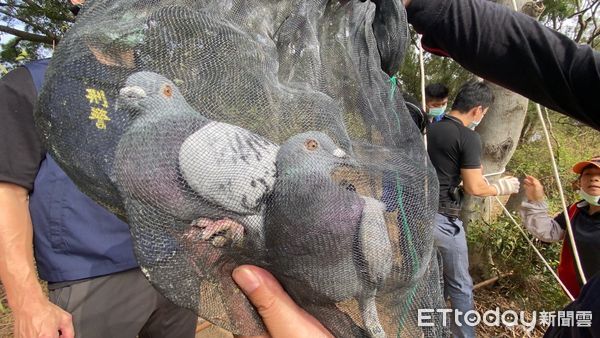 苗栗警方去年破获以胡姓男子为首的“掳鸽贩毒集团”,救出网中的赛鸽