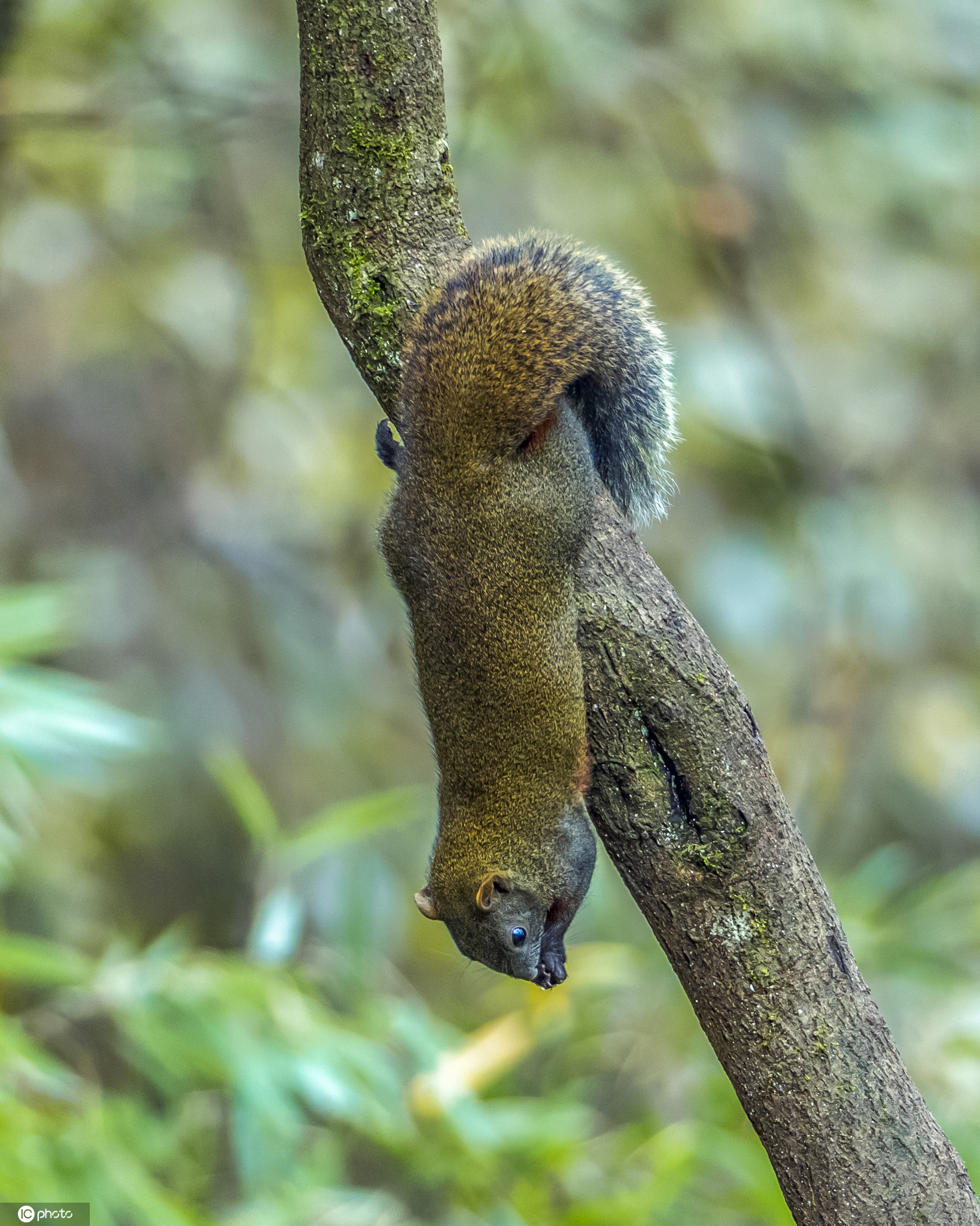 重庆南川金佛山景区小松鼠萌态可掬